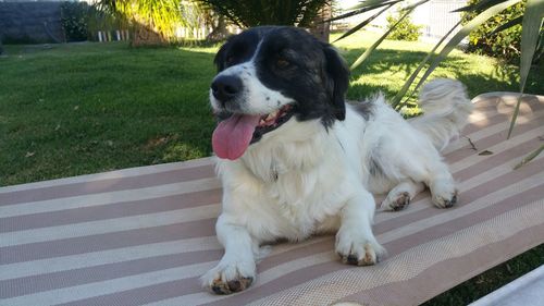 Close-up of dog on grass