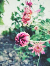 Close-up of pink flowers blooming outdoors