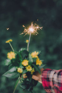 Low angle view of firework display at night