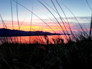 Silhouette grass against sky during sunset