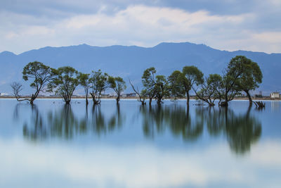 Reflection of trees in calm lake