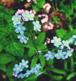 Close-up of flowers blooming outdoors