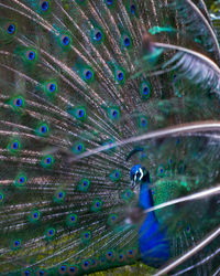 Closed up shot of peacock