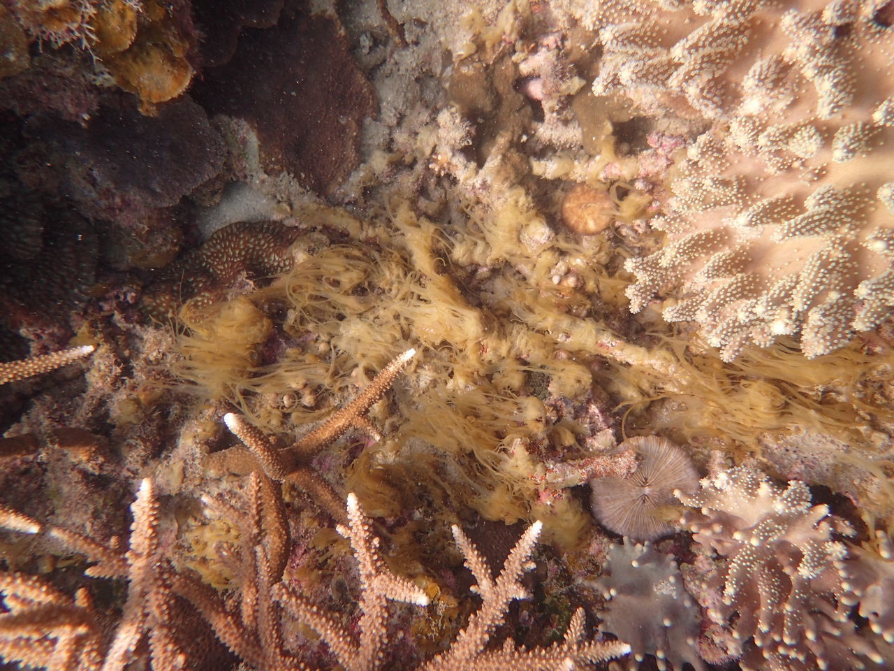 VIEW OF FISH UNDERWATER