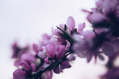 Close-up of insect on purple flower