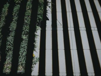 Shadow of trees on wall