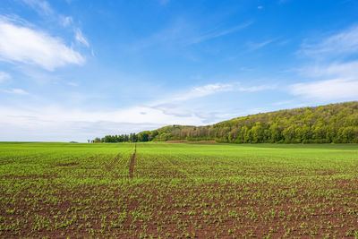Scenic view of agricultural field against sky