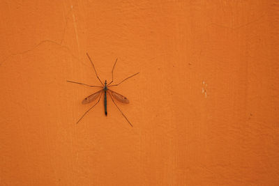 Close-up of insect on orange wall
