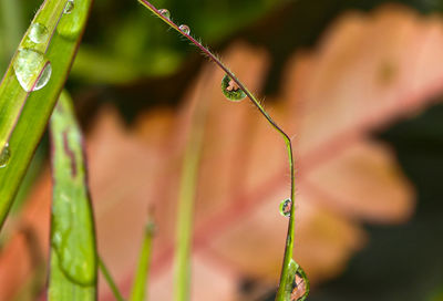 Close-up of insect on plant