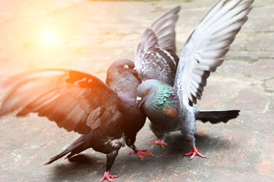 Close-up of pigeons flying