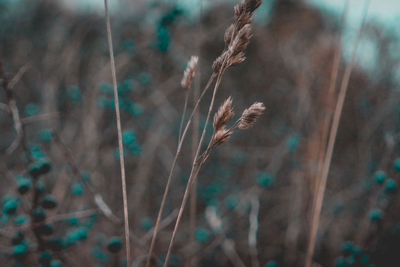 Close-up of dry plants on field