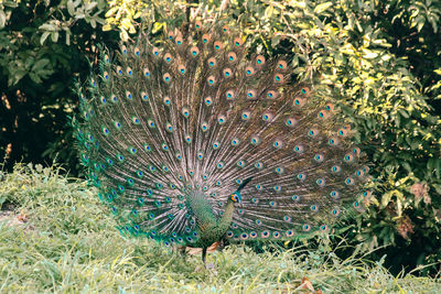 peacock