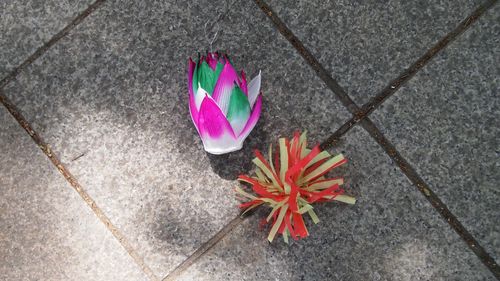 High angle view of flower on the road