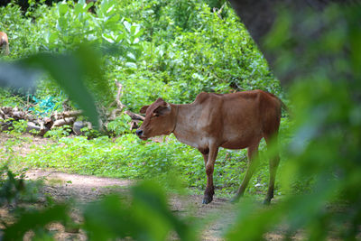 Horse standing in a garden
