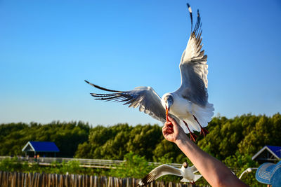 Cropped image of seagull flying