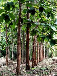 Trees in forest