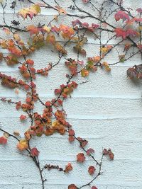 Close-up of ivy on wall