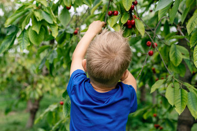 A boy picking cherries in the orchard.