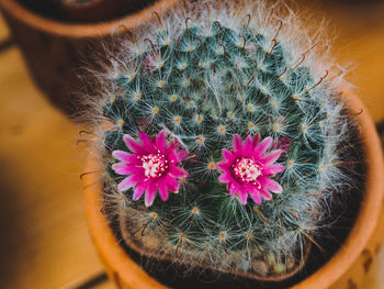 Close-up of cactus flower pot