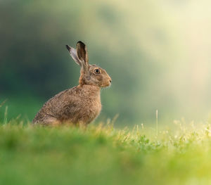 Brown hare in the morninglight