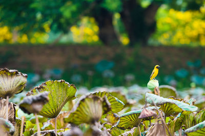 Close-up of fresh yellow leaves on field