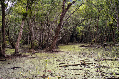 Trees growing in forest