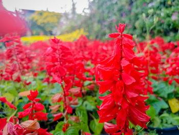 Close-up of red flowering plants