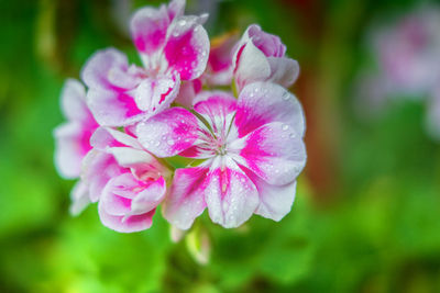Close-up of pink flowers