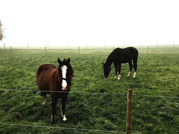 Horses in a field