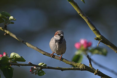 Close-up of bird perching on branch