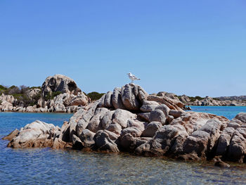 Rocky cliffs at the island of la maddalena in italy, with a seagull