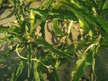 Close-up of fresh green leaves