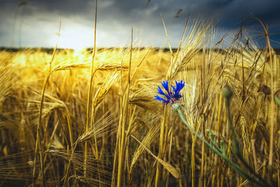 Close-up of wheat growing on field