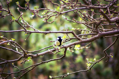 Bird perching on branch