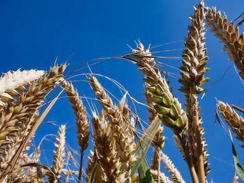 Close-up of stalks against clear blue sky