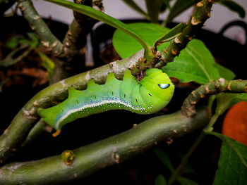 Close-up of insect on leaf