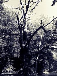 Low angle view of bare trees