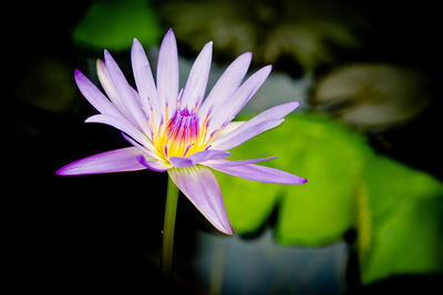 Close-up of lotus water lily blooming outdoors