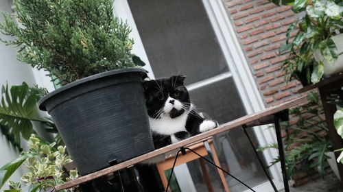 Portrait of cat by potted plants