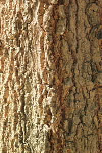 Detail shot of tree trunk