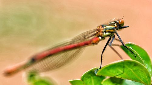 Close-up of damselfly on plant