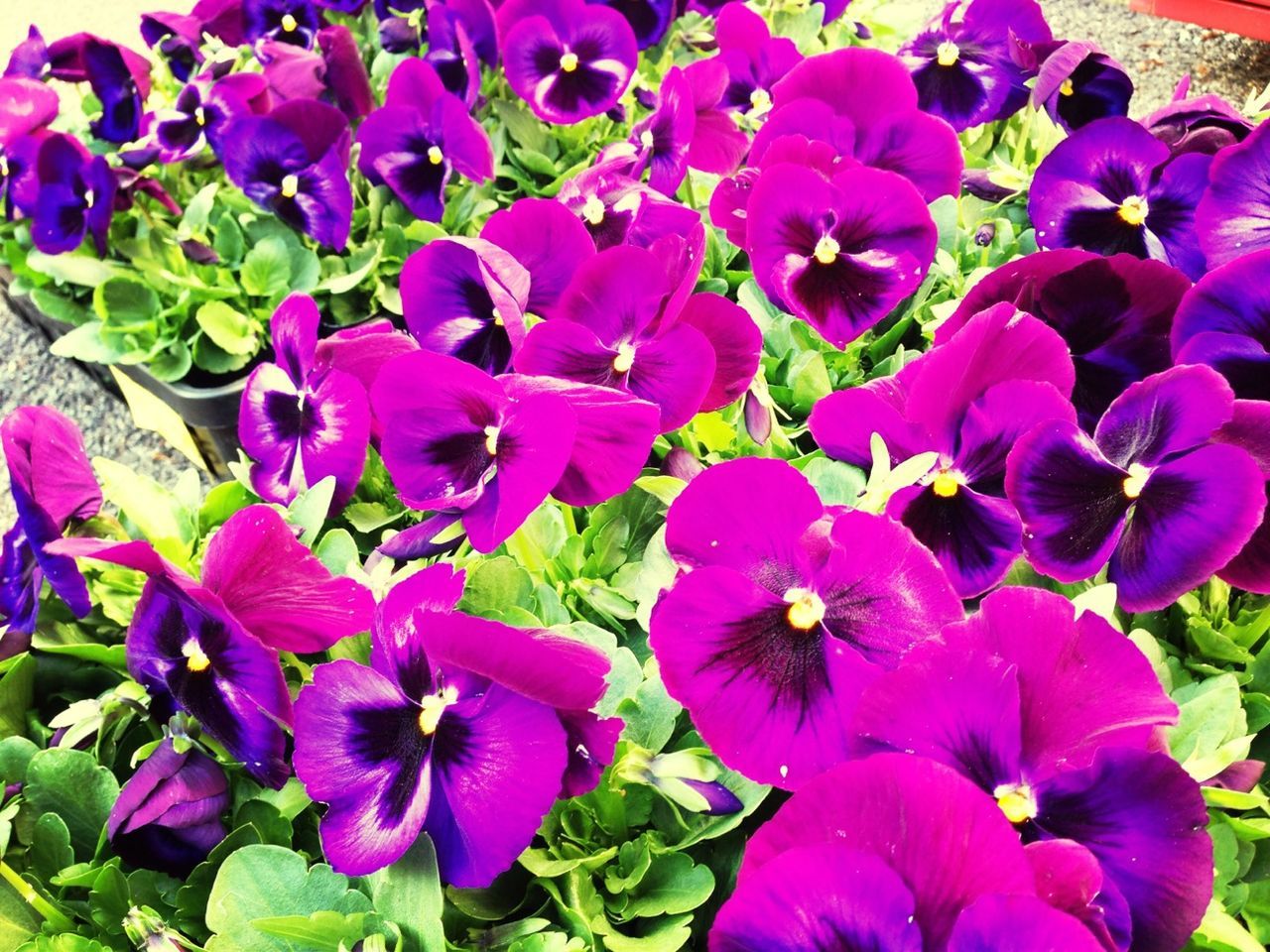 flower, freshness, fragility, petal, purple, beauty in nature, flower head, growth, blooming, nature, plant, high angle view, hydrangea, close-up, full frame, in bloom, backgrounds, leaf, abundance, bunch of flowers