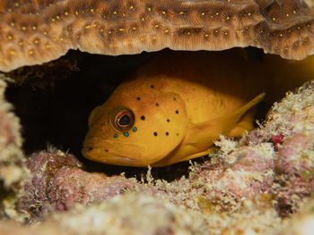 Close-up of fish swimming in sea