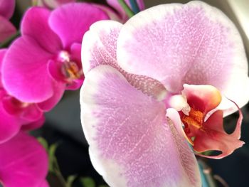 Close-up of pink orchid flower