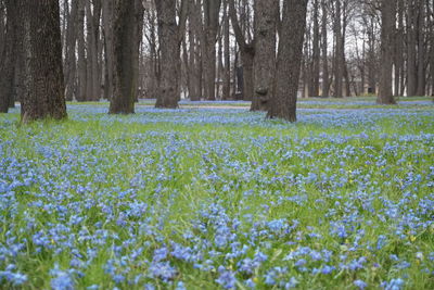 View of flowering trees in forest