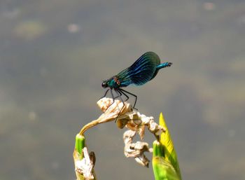 Close-up of butterfly perching on plant