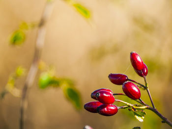 Close-up of red berries growing on plant