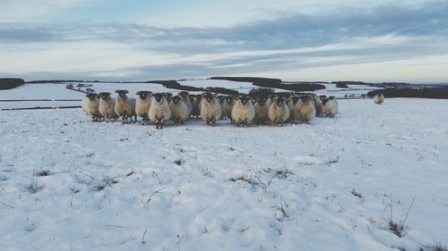 Flock of sheep on snow covered field against sky
