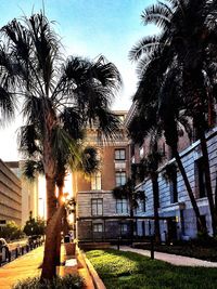 Palm trees with buildings in background