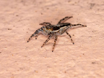 Close-up of spider